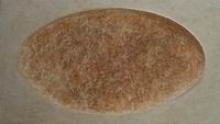 Brown foetus imprint,plaster,2006,88x50 cm